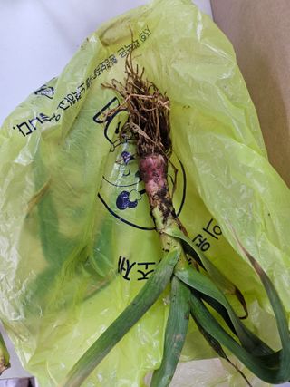 대산농사대장님의 마늘 · 비료•농약 작성글 사진