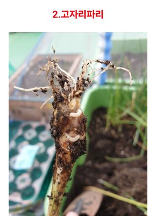 대산농사대장님의 마늘 · 비료•농약 작성글 사진