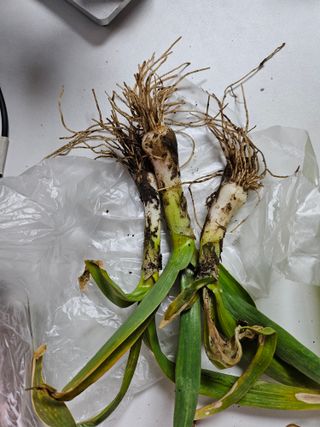 대산농사대장님의 마늘 · 비료•농약 작성글 사진