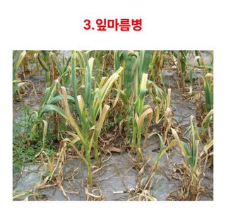 대산농사대장님의 마늘 · 비료•농약 작성글 사진