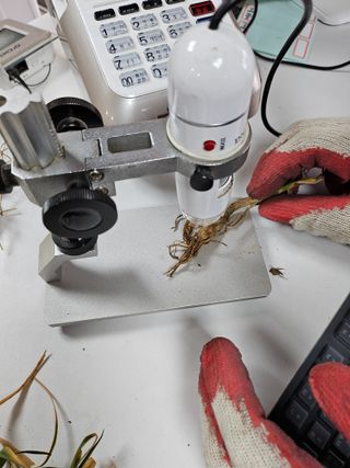 대산농사대장님의 마늘 · 비료•농약 작성글 사진