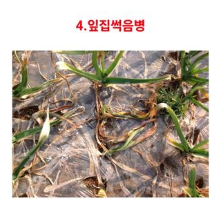 대산농사대장님의 마늘 · 비료•농약 작성글 사진