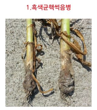 대산농사대장님의 마늘 · 비료•농약 작성글 사진