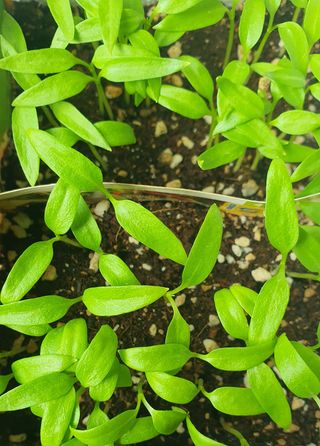 인생은 소풍처럼님의 고추 · 파종•정식 작성글 사진