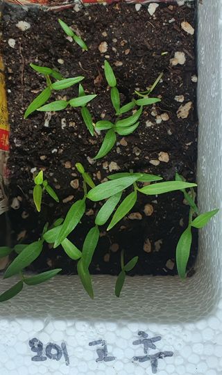 인생은 소풍처럼님의 고추 · 파종•정식 작성글 사진