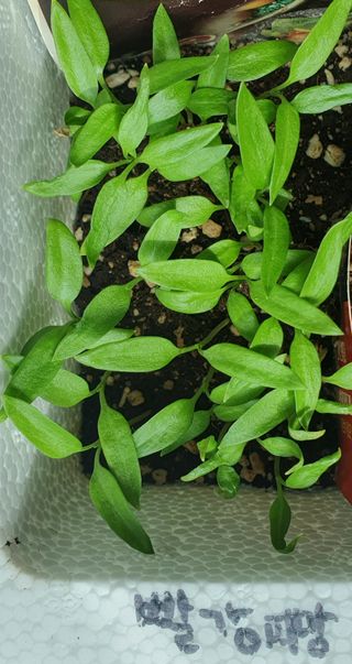 인생은 소풍처럼님의 고추 · 파종•정식 작성글 사진