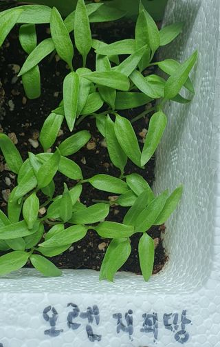 인생은 소풍처럼님의 고추 · 파종•정식 작성글 사진