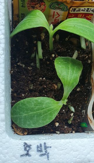 인생은 소풍처럼님의 고추 · 파종•정식 작성글 사진