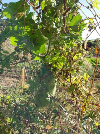 허향선님의 3월 농사 계획 같이해요 · 참여글 작성글 사진