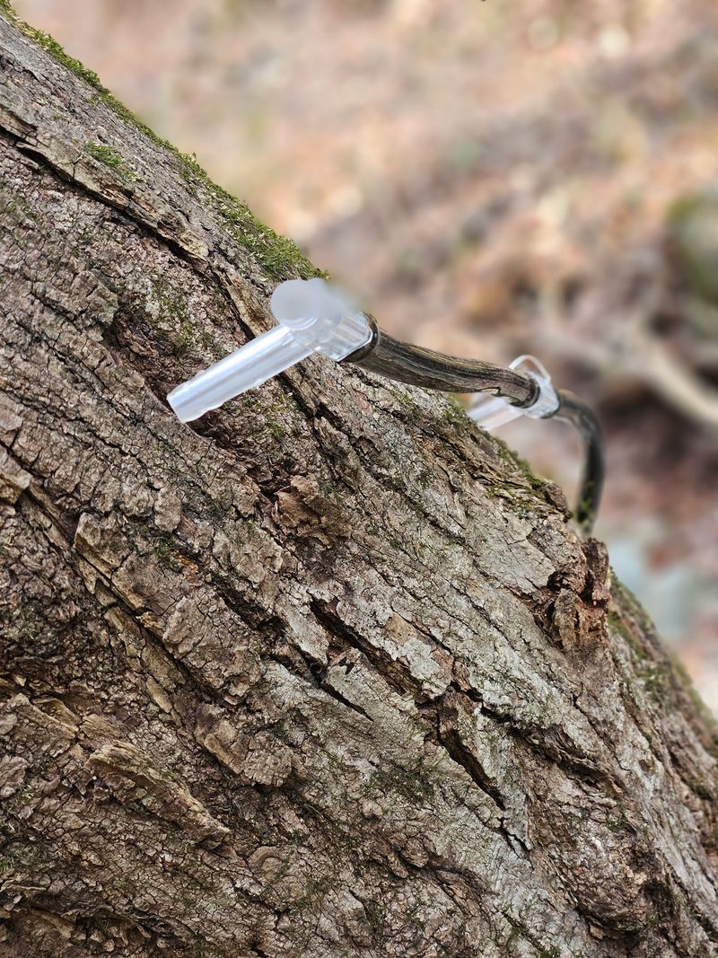 김정옥님의 장터 판매 상품 [고로쇠수액] 첨부 사진