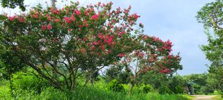 영원제일농원님의 팜모닝 · 출석 작성글 사진