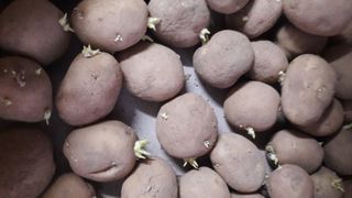 안복순님의 3월 농사 계획 같이해요 · 참여글 작성글 사진