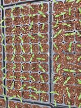 팜모닝 고추·일상 게시글 이미지