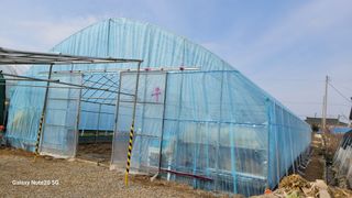 제주농부님의 고추 · 일상 작성글 사진