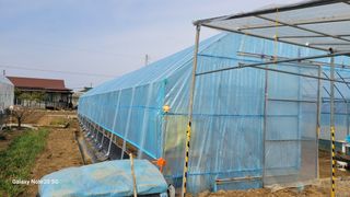 제주농부님의 고추 · 일상 작성글 사진