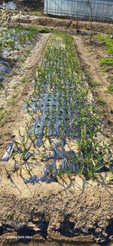 팜모닝 마늘·일상 게시글 이미지