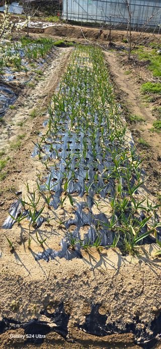 이길우님의 마늘 · 일상 작성글 사진