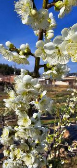 팜모닝 매실·자유게시판 게시글 이미지