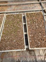 팜모닝 양파·자유게시판 게시글 이미지