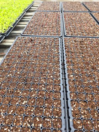 김영철님의 양파 · 자유게시판 작성글 사진