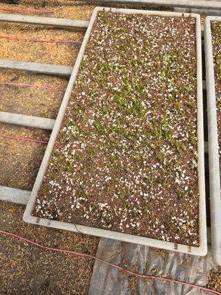 김영철님의 양파 · 자유게시판 작성글 사진