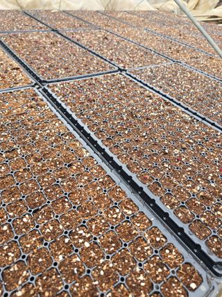 김영철님의 양파 · 자유게시판 작성글 사진