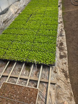 김영철님의 양파 · 자유게시판 작성글 사진