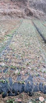 팜모닝 마늘·일상 게시글 이미지