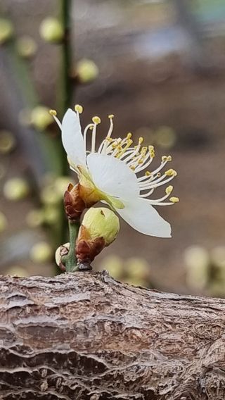 푸른꿈님의 복숭아 · 자유게시판 작성글 사진
