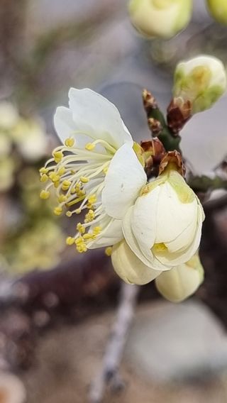 푸른꿈님의 복숭아 · 자유게시판 작성글 사진
