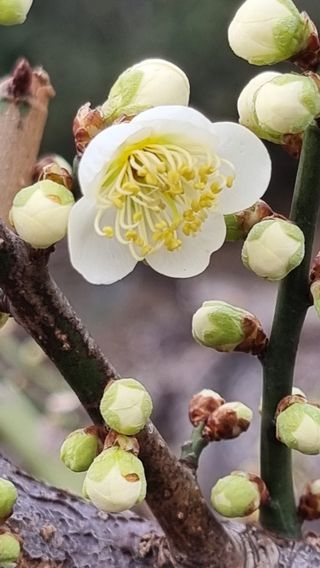 푸른꿈님의 복숭아 · 자유게시판 작성글 사진