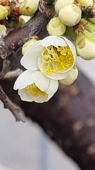 푸른꿈님의 복숭아 · 자유게시판 작성글 사진