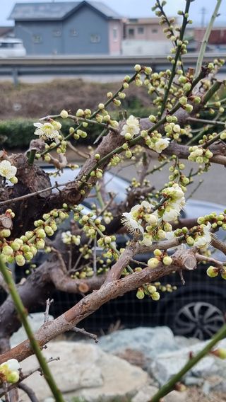푸른꿈님의 복숭아 · 자유게시판 작성글 사진
