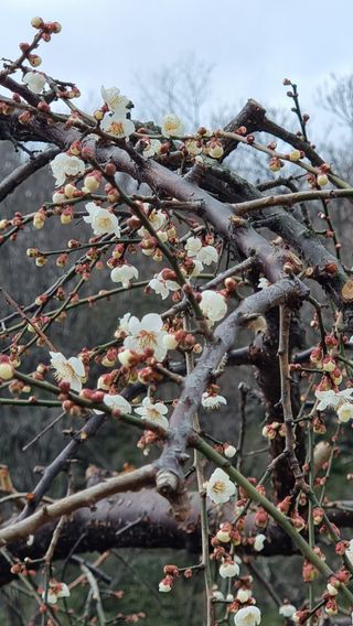 푸른꿈님의 복숭아 · 자유게시판 작성글 사진
