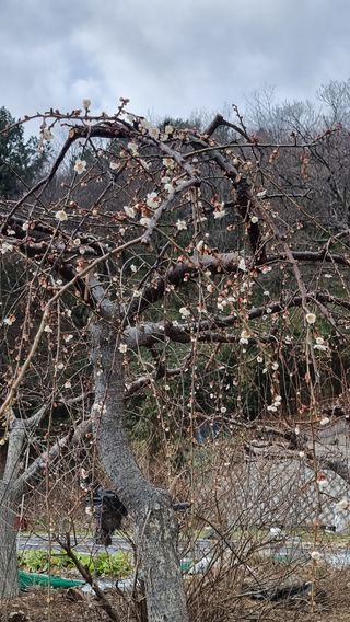푸른꿈님의 복숭아 · 자유게시판 작성글 사진