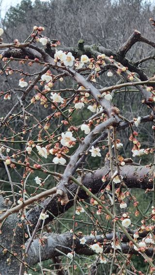 푸른꿈님의 복숭아 · 자유게시판 작성글 사진