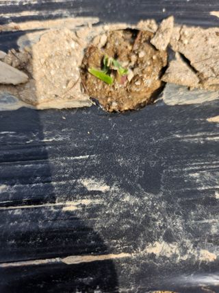 영숙님의 마늘 · 일상 작성글 사진