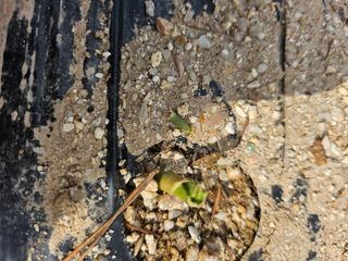 영숙님의 마늘 · 일상 작성글 사진