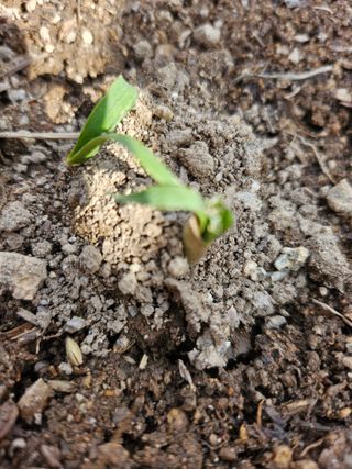 영숙님의 마늘 · 일상 작성글 사진