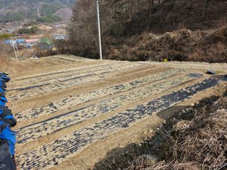 영숙님의 마늘 · 일상 작성글 사진