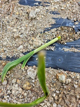 영숙님의 마늘 · 일상 작성글 사진