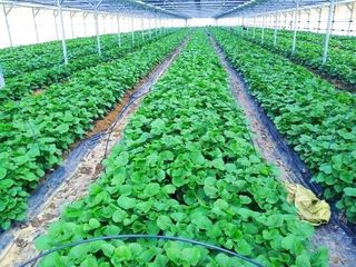 병풍취산채농원님의 선도농가에 선정된 소감은? · 참여글 작성글 사진