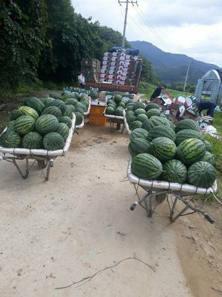 병풍취산채농원님의 선도농가에 선정된 소감은? · 참여글 작성글 사진