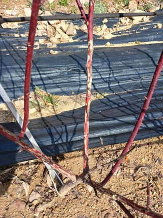 호수가님의 딸기 · 병해충상담 작성글 사진