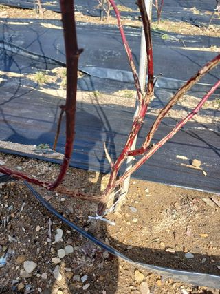 호수가님의 딸기 · 병해충상담 작성글 사진