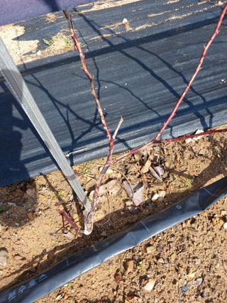 호수가님의 딸기 · 병해충상담 작성글 사진