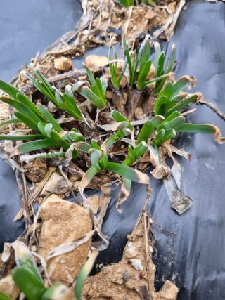 풍요님의 사과 · 일상 작성글 사진