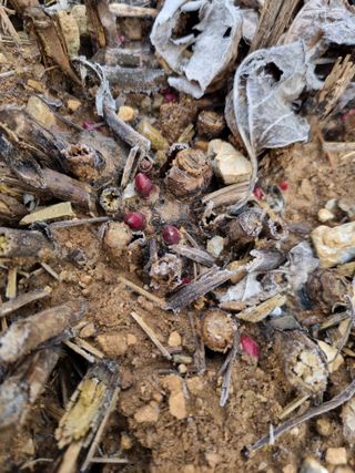 풍요님의 사과 · 일상 작성글 사진