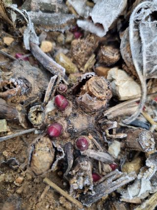 풍요님의 사과 · 일상 작성글 사진