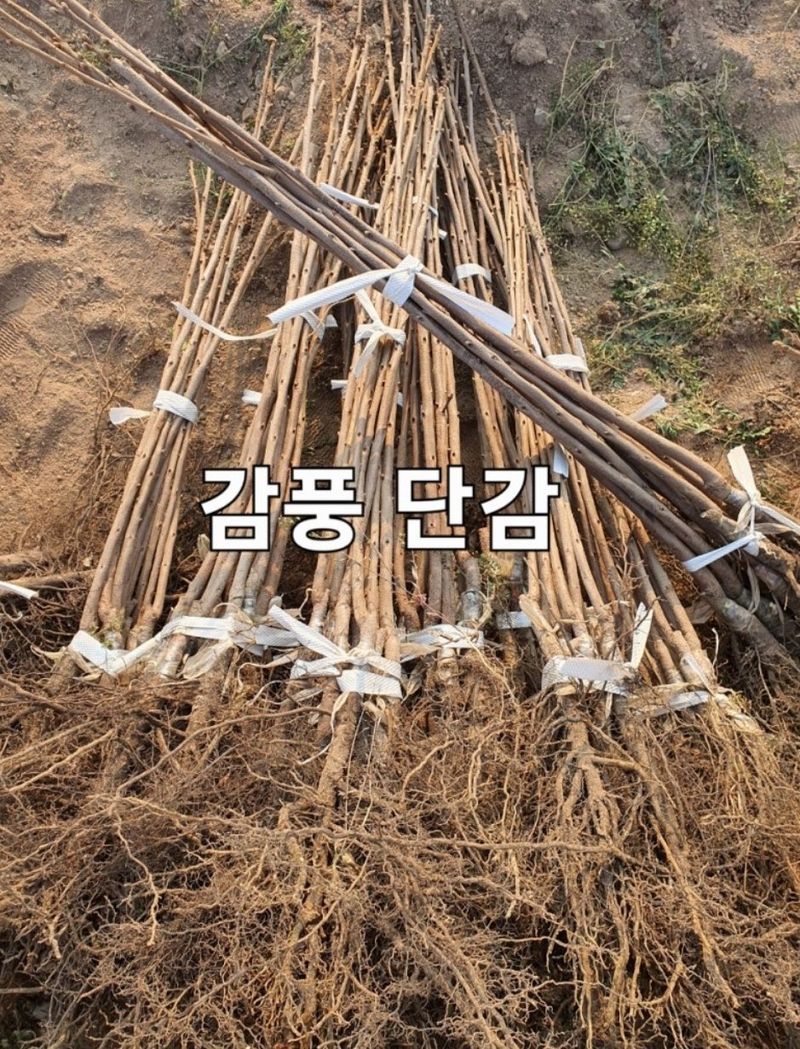 장터 상품 [배단감이라 불리는 태추, 감풍 묘목 판매] 썸네일